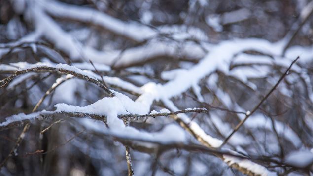 branche_hiver - Marie Bougault