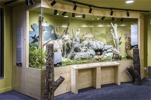 Muséum des Animaux de Montagne - Juliette Rebour