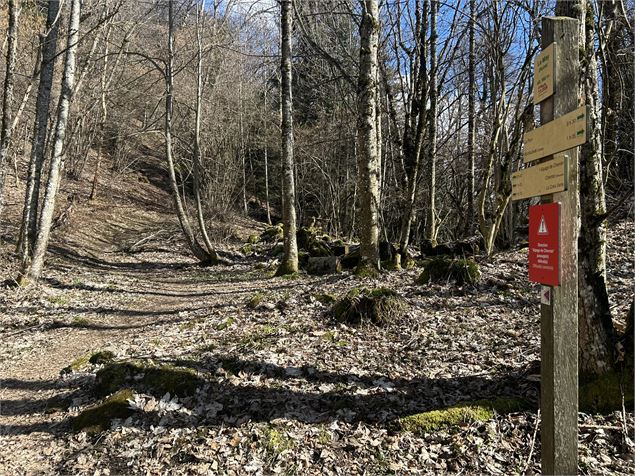 Sentier de forêt - Cluses Images Numériques