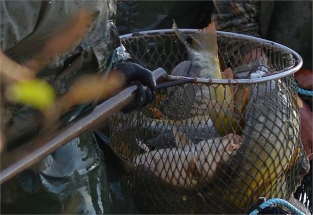 Pêche d'étang - Communauté de Communes du Canton de Chalamont