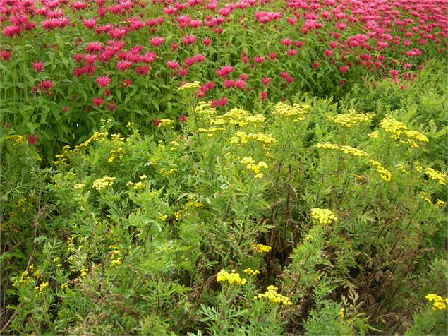 Monarde et Tanaisie - F.Pajot