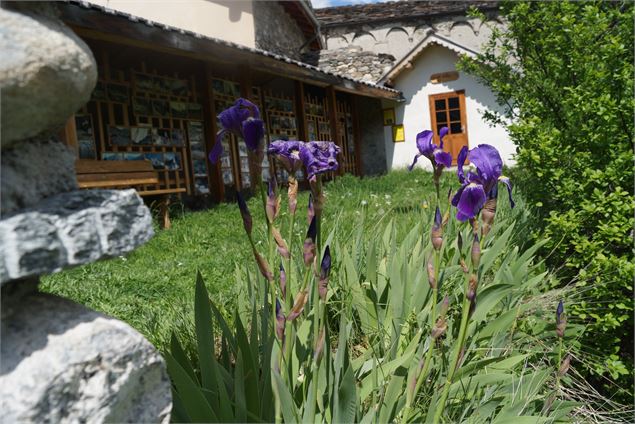 Des iris devant l'ancien rucher - I.Pauwels-Etiévant - OTHMV