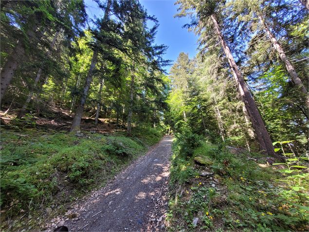 Dans la forêt sur le chemin de la boucle Cul de l'Ane - Bozel - Séverine Varrot