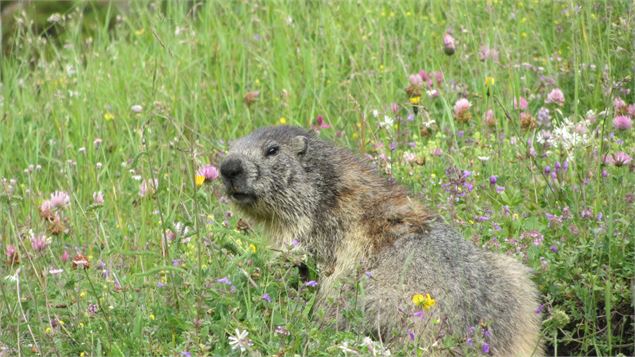 Marmotte sur le chemin de randonnée en Haute Maurienne Vanoise - OTHMV - G Lavila