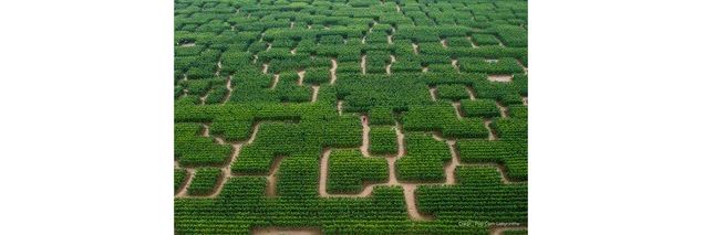 Pop Corn Labyrinthe Lyon_Neyron - Pop Corn Labyrinthe