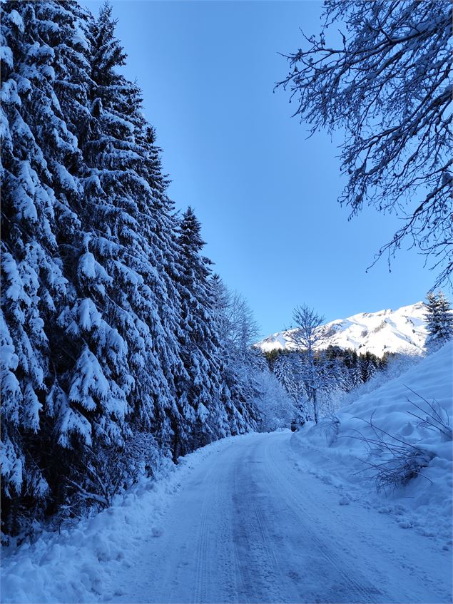 Montée sur la route forestière - © Cordon Tourisme
