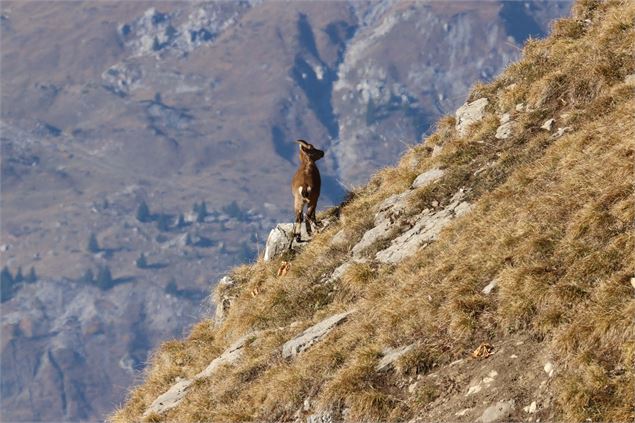 Bouquetin dans la montée de Barmerousse - Nicolas Trichard