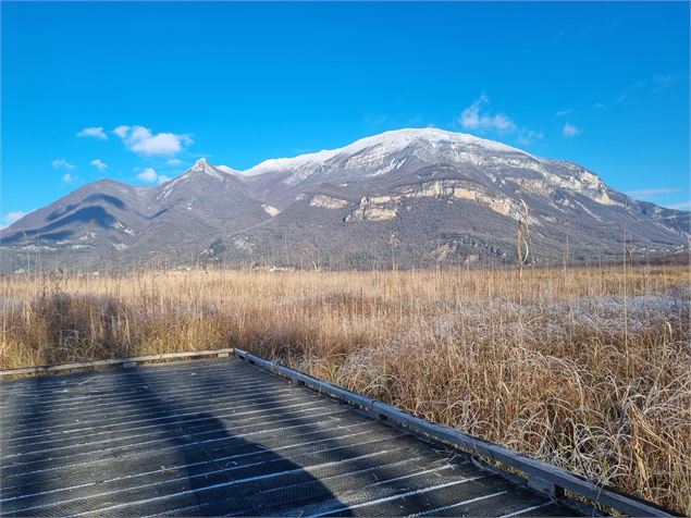 Sentier nature du Marais de Lavours_Ceyzérieu - Maison du marais