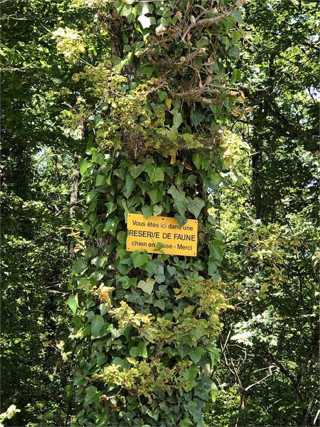 Chiens en laisse ! - Jules Guerle