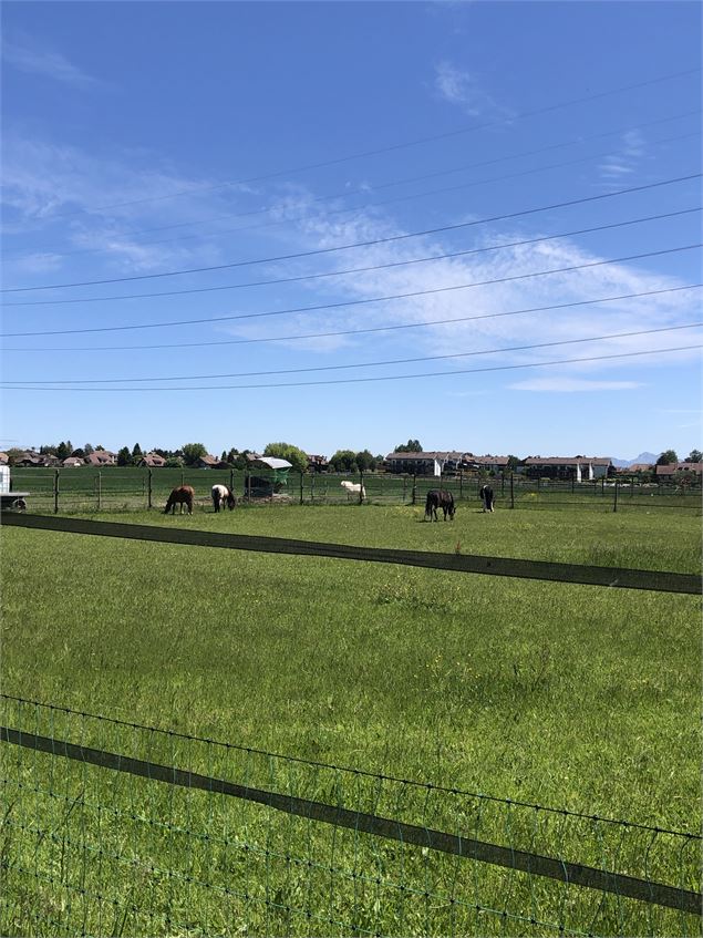 Chevaux dans les prés - Jules Guerle