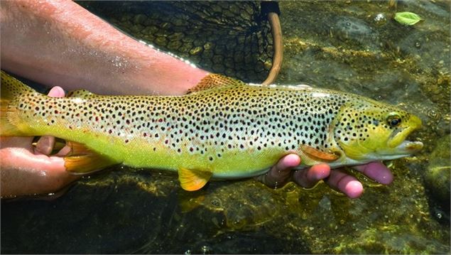 Pêche sur le Guiers Vif à St Pierre d'Entremont_Saint-Pierre-d'Entremont - OT Entremonts