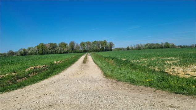 Liaison VTT (L6) St Trivier de Courtes - Plan d'eau de Mépillat - scalland