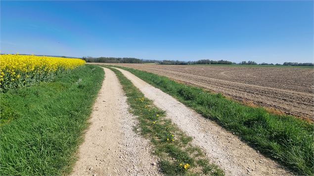 Circuit VTT-VTC n°11 (bleu) - Prairie de Jayat - Chartreuse de Montmerle - scalland