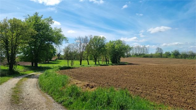 Circuit VTT-VTC n°25 (rouge) Comté de Montrevel - Domaine du Sougey_Montrevel-en-Bresse - scalland