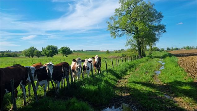 Circuit VTT-VTC n°25 (rouge) Comté de Montrevel - Domaine du Sougey_Montrevel-en-Bresse - scalland