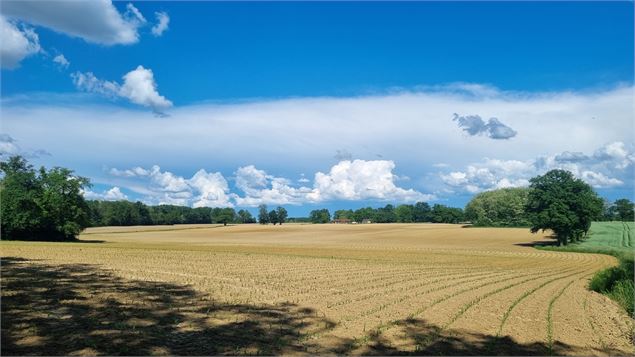 Circuit VTT-VTC n°26 (noir)_Tour de St Didier d'Aussiat - GBA