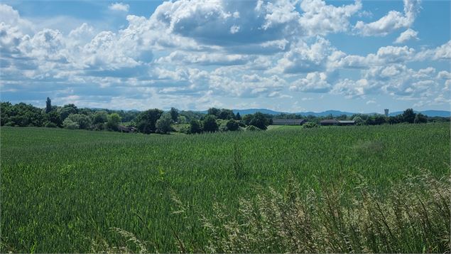 Circuit VTT-VTC n°26 (noir)_Tour de St Didier d'Aussiat - GBA