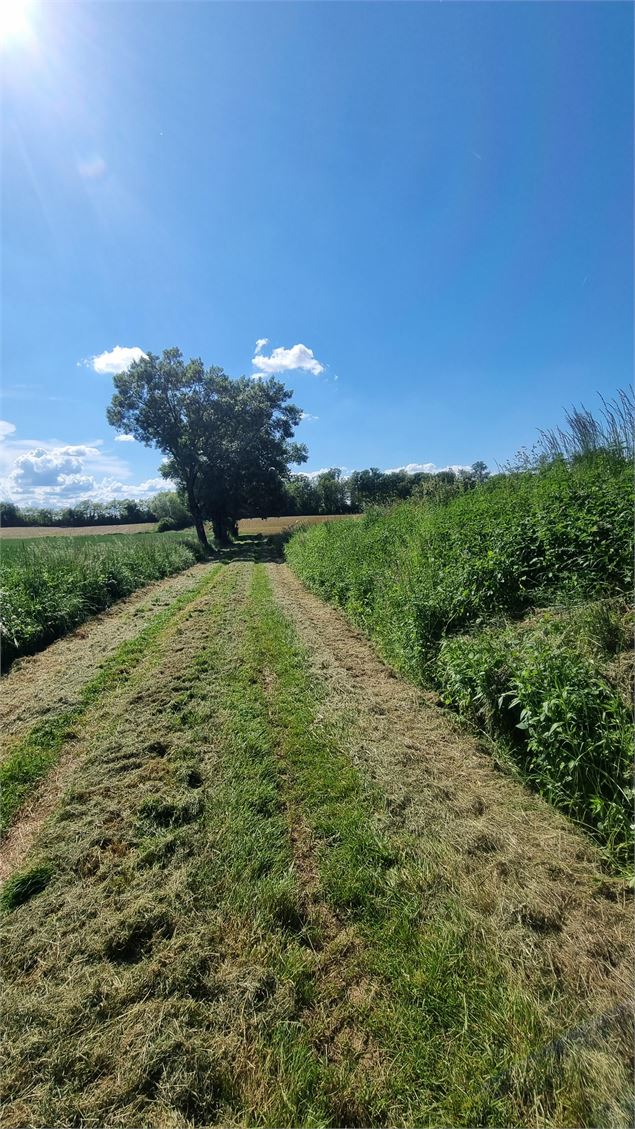 Circuit VTT-VTC n°26 (noir)_Tour de St Didier d'Aussiat - GBA