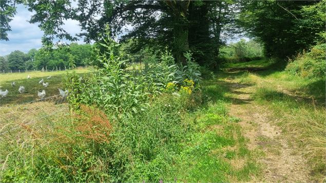 Circuit VTT n°24 (rouge) - La St Martin - GBA