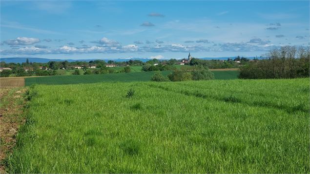 Circuit VTT-VTC n°27 (noir) - Les domaines de Bresse - scalland