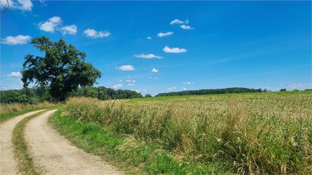 Circuit VTT-VTC n°13 (rouge)  - Les chemins de St Jean - scalland