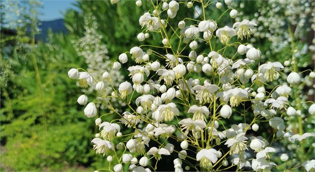 Thalictrum Delavayi Slpendide White dans le Jardin du Père Delavay - Mel Carles
