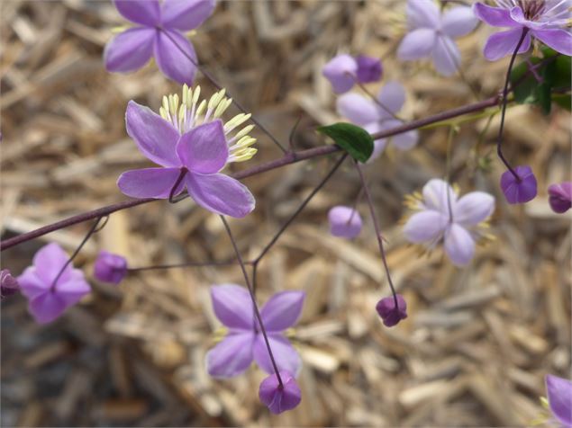 Thalictrum - Mel Carles