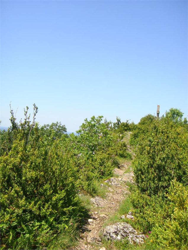 Randonnée - Les Conches, la sainte colline du Revermont