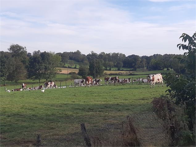 Foissiat - Ancienne Chartreuse de Montmerle - scalland