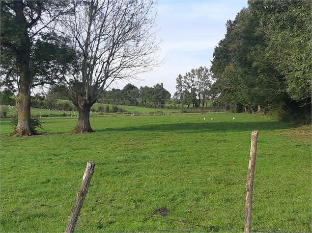 Foissiat - Ancienne Chartreuse de Montmerle - scalland