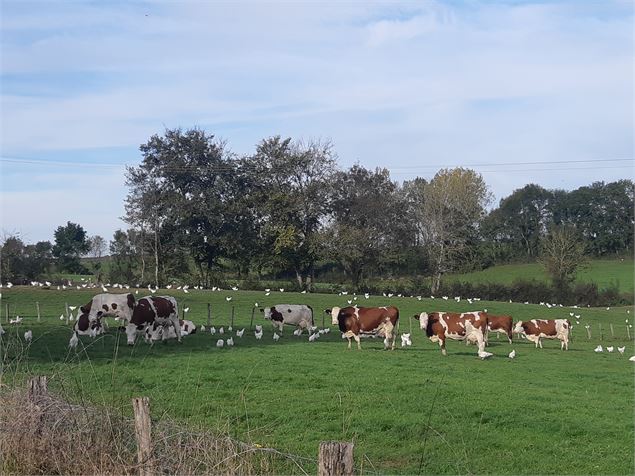 Foissiat - Ancienne Chartreuse de Montmerle - scalland