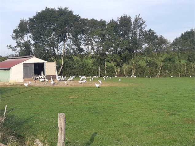 Foissiat - Ancienne Chartreuse de Montmerle - scalland