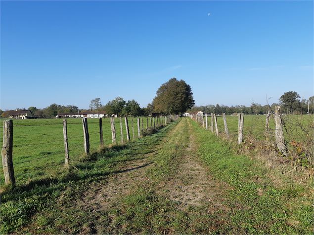 Attignat - Confluence de la Reyssouze et du Jugnon - scalland