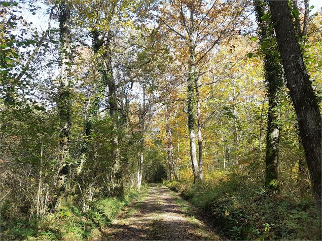 Bresse Vallons - Etangs de Bizadan et de But - Voie royale - scalland