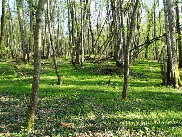 Sous bois de Salavre - scalland