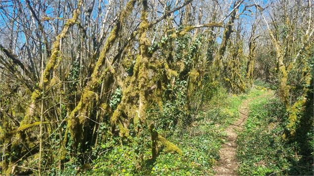 Randonnée  - Bohas et la Vallée du Suran_Bohas-Meyriat-Rignat - scalland