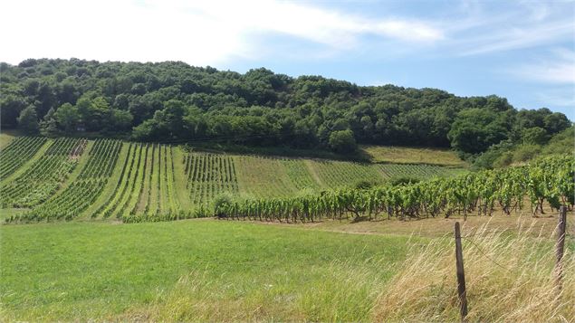 Belvédère du Mont de Rignat - Vignes de Journans et Rignat_Journans - scalland