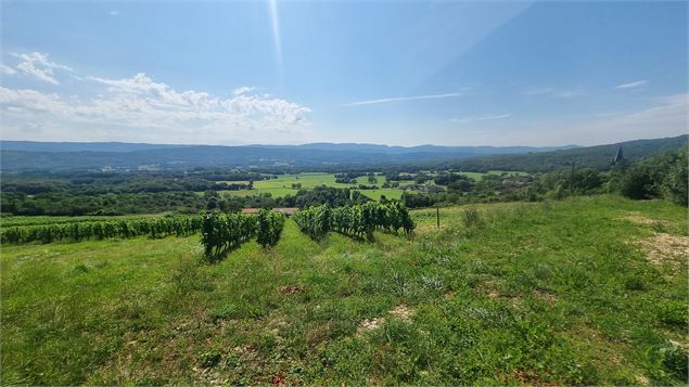Belvédère du Mont de Rignat - Vignes de Journans et Rignat_Journans - scalland