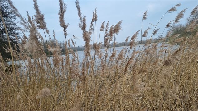 L'étang Pommier et le château Longchamp_Lent - CH de Longchamp