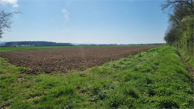 Randonnée - Tour de Certines et du château de Genoud_Certines - scalland