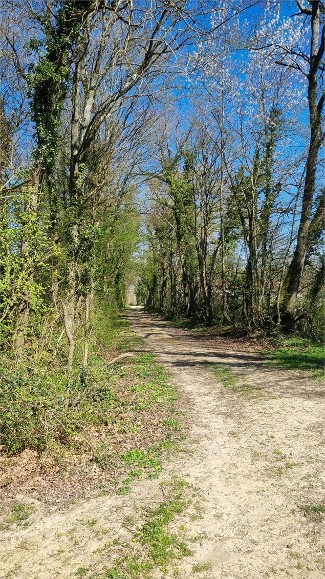 Balade  - Domaine de Cuiset et le Vieux Jonc_Saint-André-sur-Vieux-Jonc - scalland