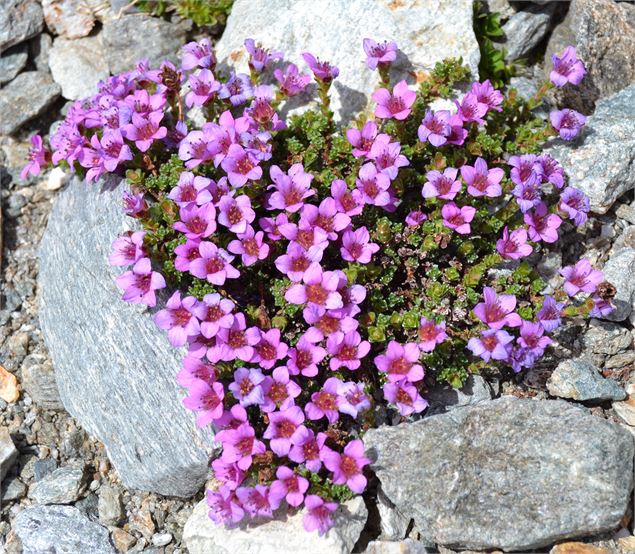 Réserve Naturelle et lac de la Grande Sassière - ©SavoieMontBlanc-Lansard