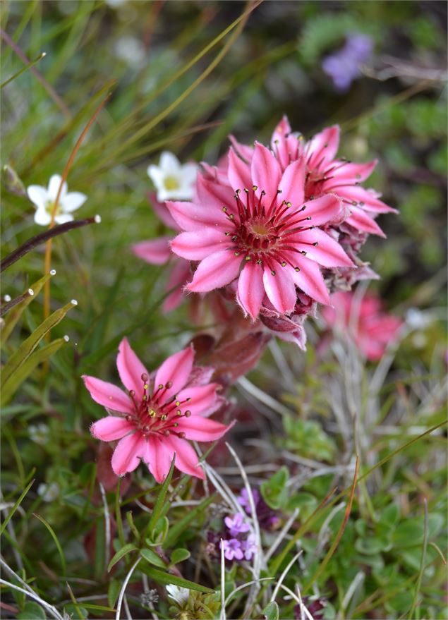 Réserve Naturelle et lac de la Grande Sassière - ©SavoieMontBlanc-Lansard