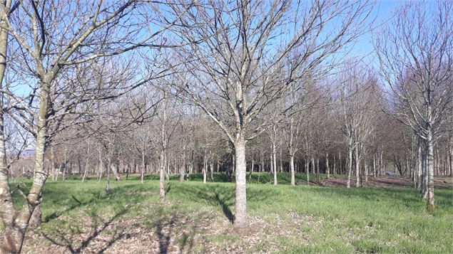 Arboretum - Jean-Paul Maître