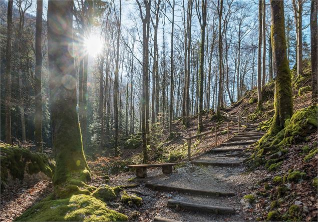 Le sentier d'accès aux gorges dans une magnifique forêt de hêtres - Yvan Tisseyre / OT Vallée d'Aulp