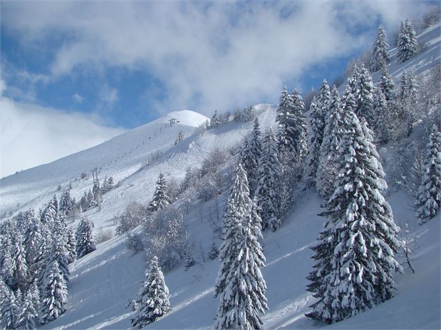 Sapins enneigés - OTPEVA