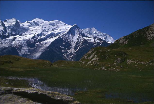 Réserve Naturelle Nationale de Carlaveyron - asters