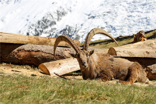 Bouquetin parc animalier merlet - les houches - OT Vallée de Chamonix - Salomé ABRIAL