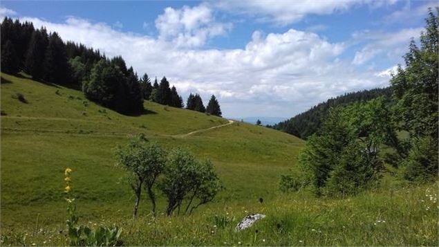dans les pâturages en direction du refuge - GCAT