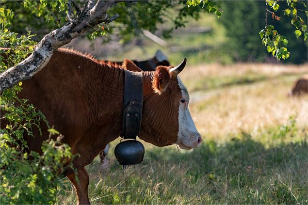 Les vaches de la Culaz - GCAT